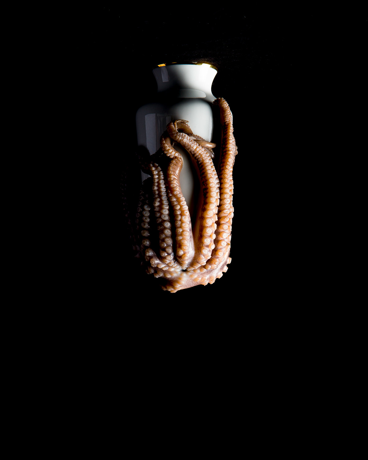 Photography  Vase White octopus