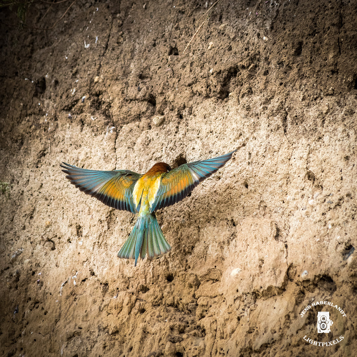 Adobe Portfolio Bienenfresser vogel natur fliegen frei Wildniss