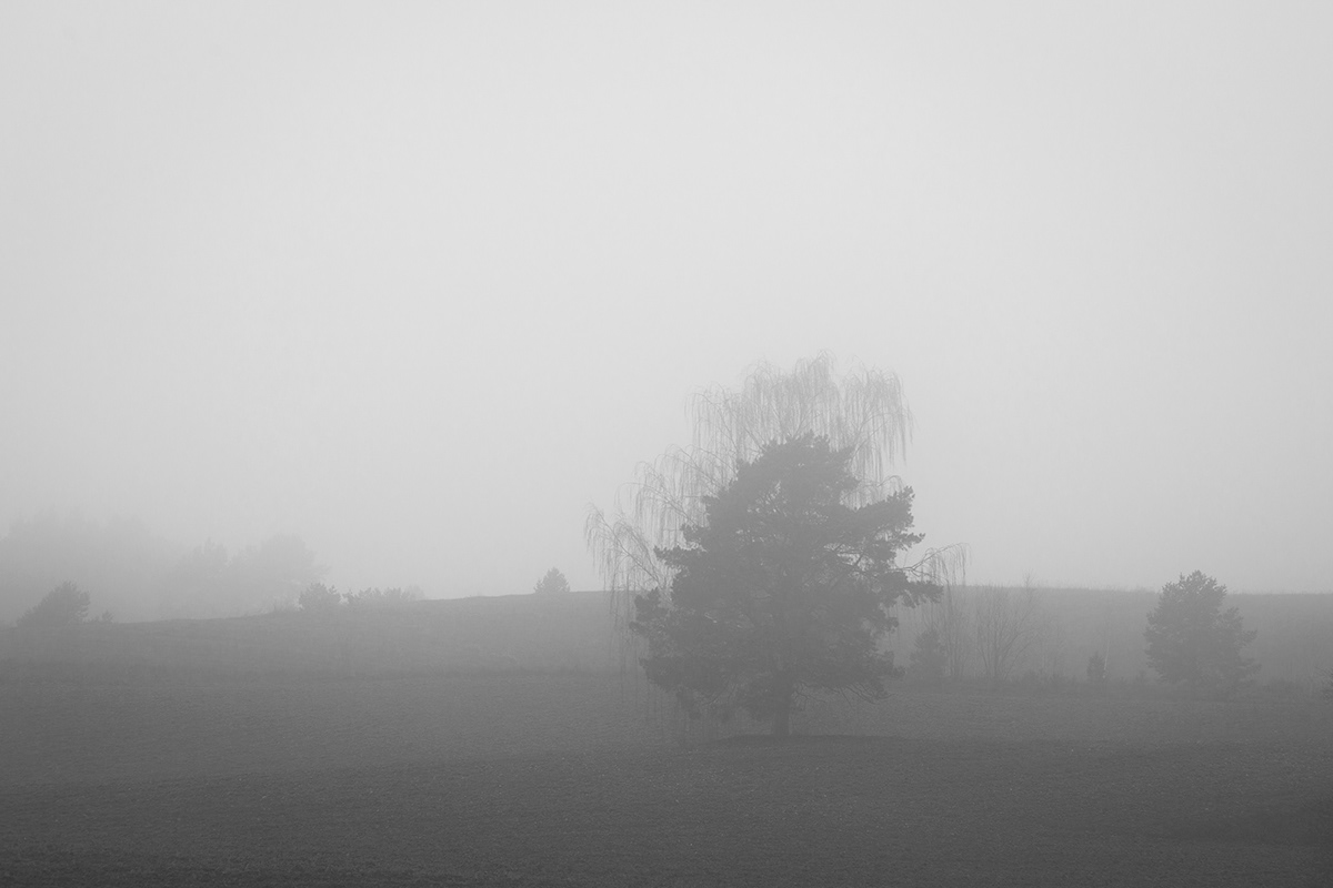 lietuva lithuania Landscape Nature mist Tree  fog Mindaugas Buivydas