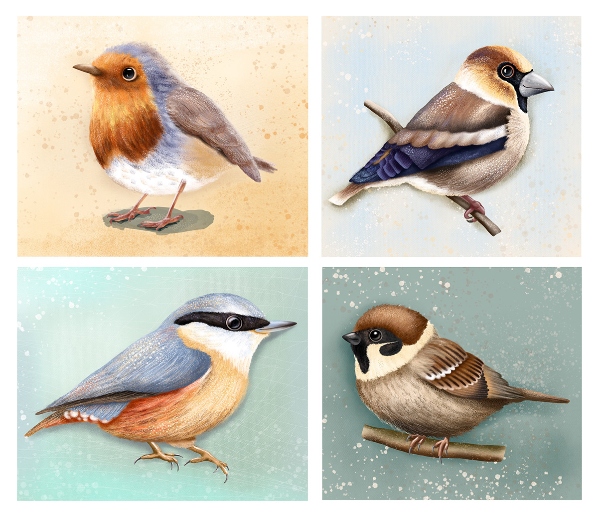 animal bird Digital Art  ILLUSTRATION  Illustrator Nature Procreate robin hawfinch thrush
