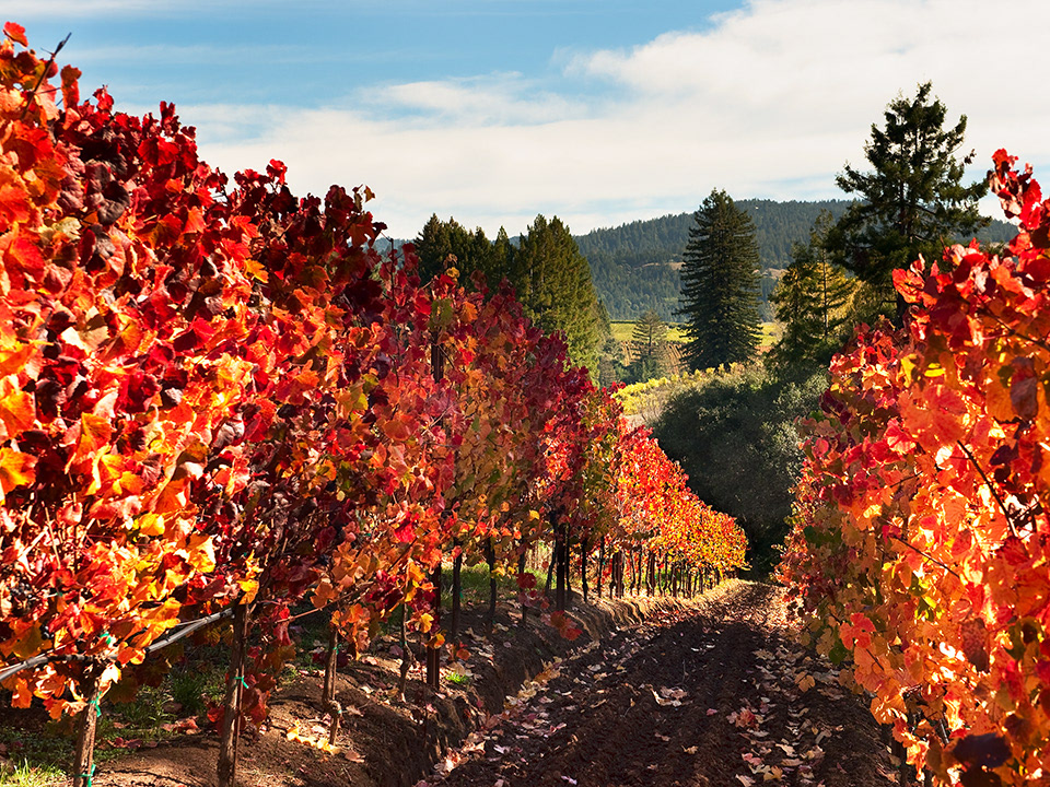 California Wine Country napa sonoma mendocino anderson valley