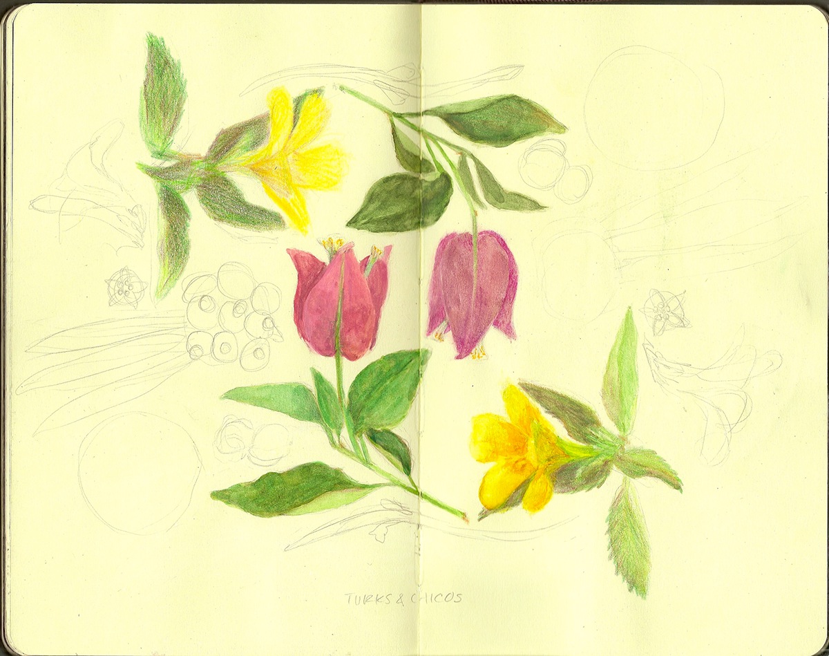 notebook sketchbook sketches bunny pattern pen pencil ink Flowers watercolor botanical illustration botany leaves puns