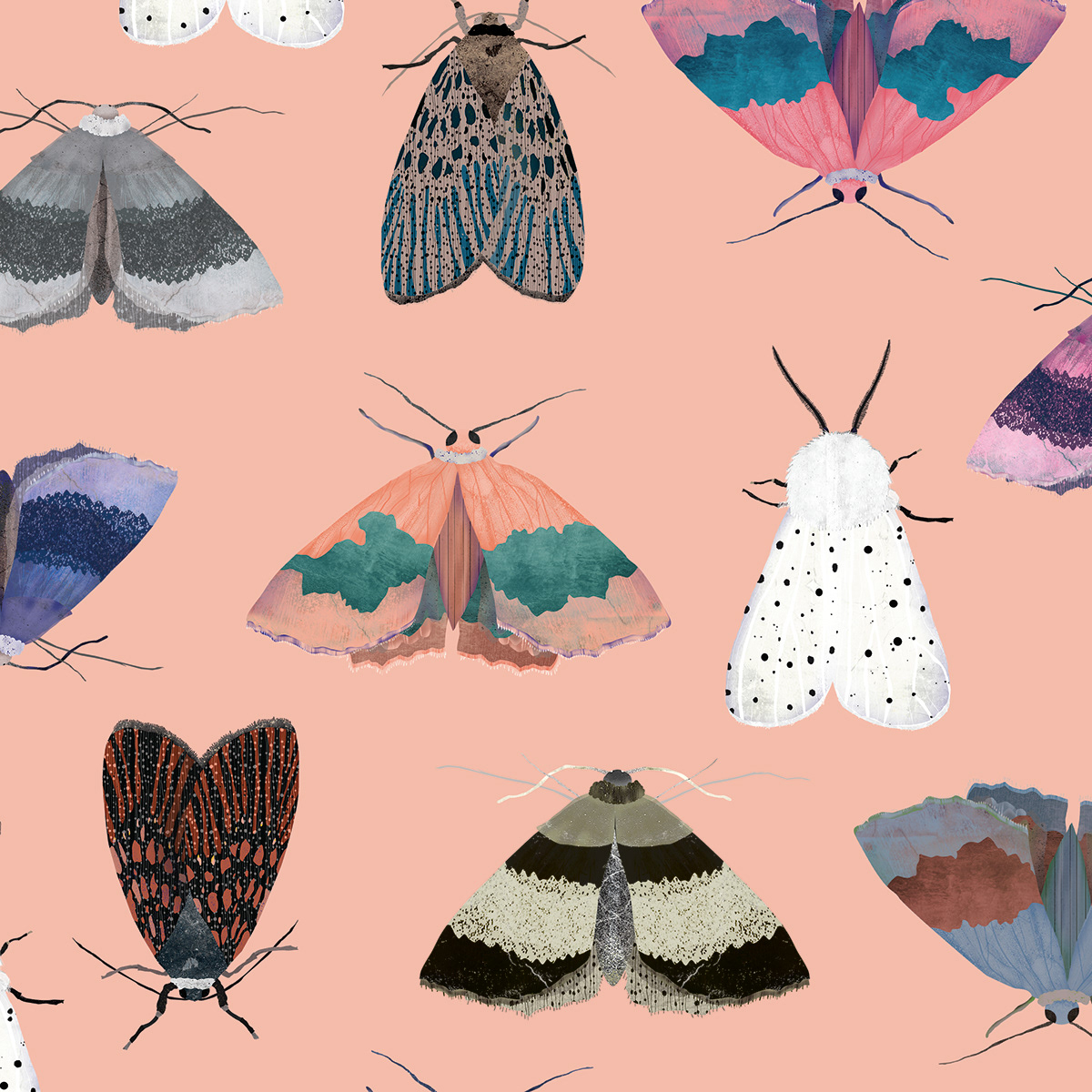 32. The Moths illustrations. 