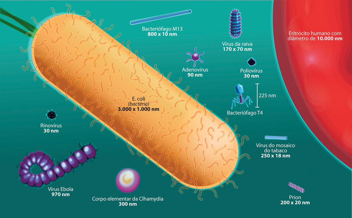 infografia infographic infográfico Ilustração ilustrador biologia quiímica biology human body corpo humano ciencia science