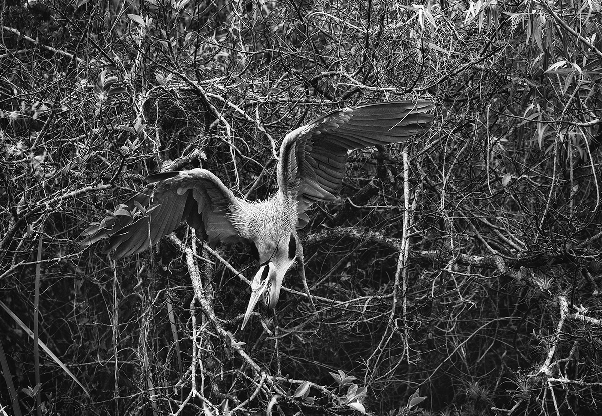 fine art photography  landscapes Everglades Nature wildlife birds alligators scenics black and white