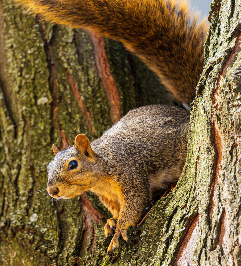squirrel animals rodent furry cute small Pittsburgh Pennsylvania outdoors in a tree