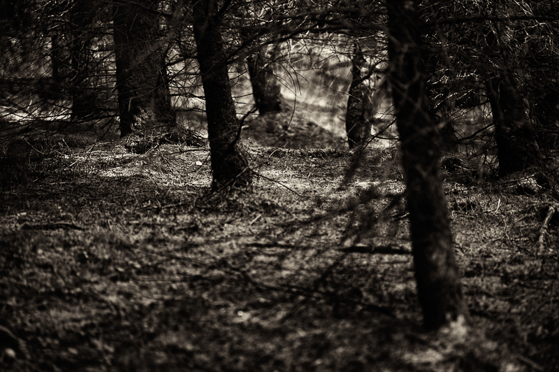 forest woodland trees wood monochrome black & white Landscape inspire