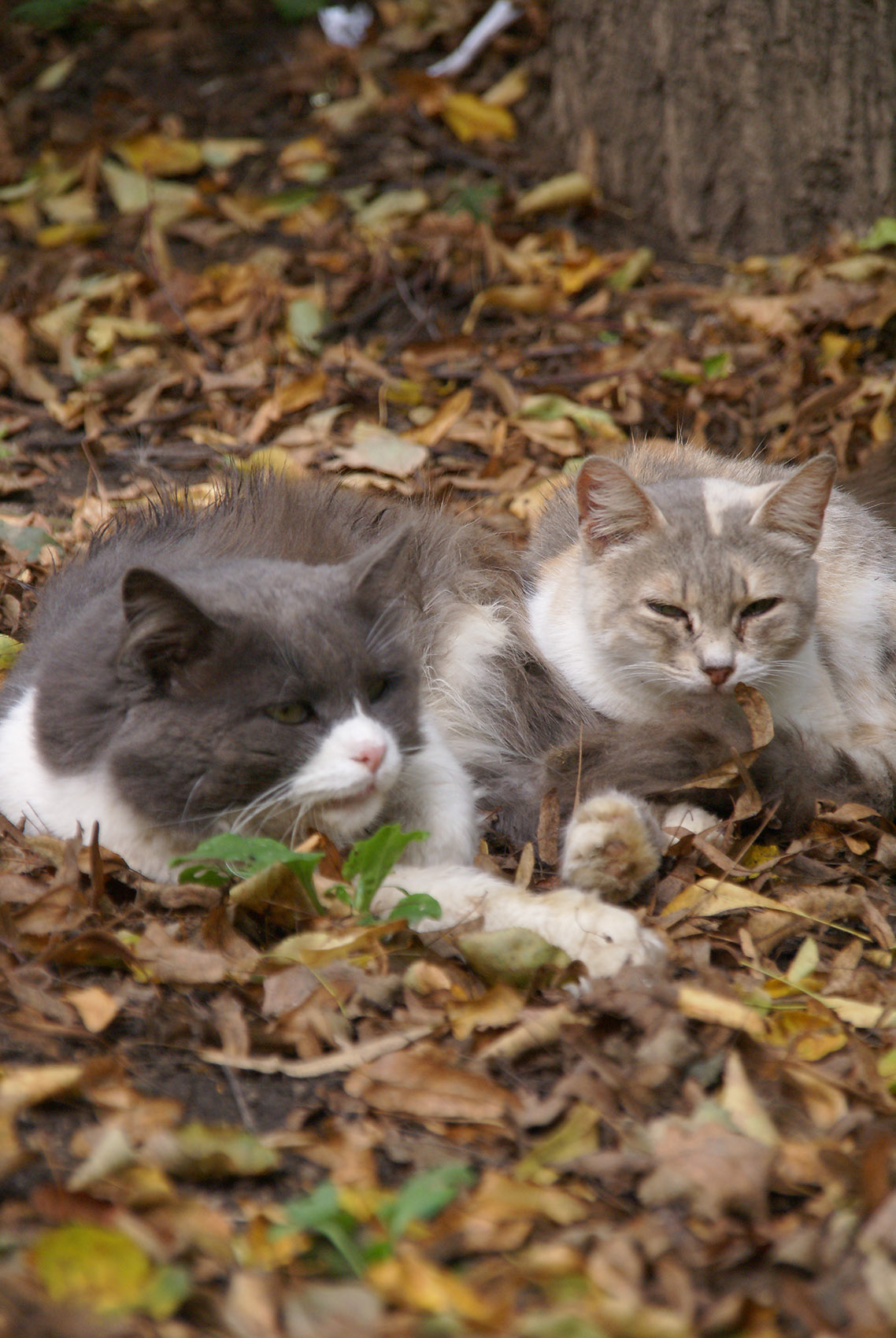 autumn Cat stray cats