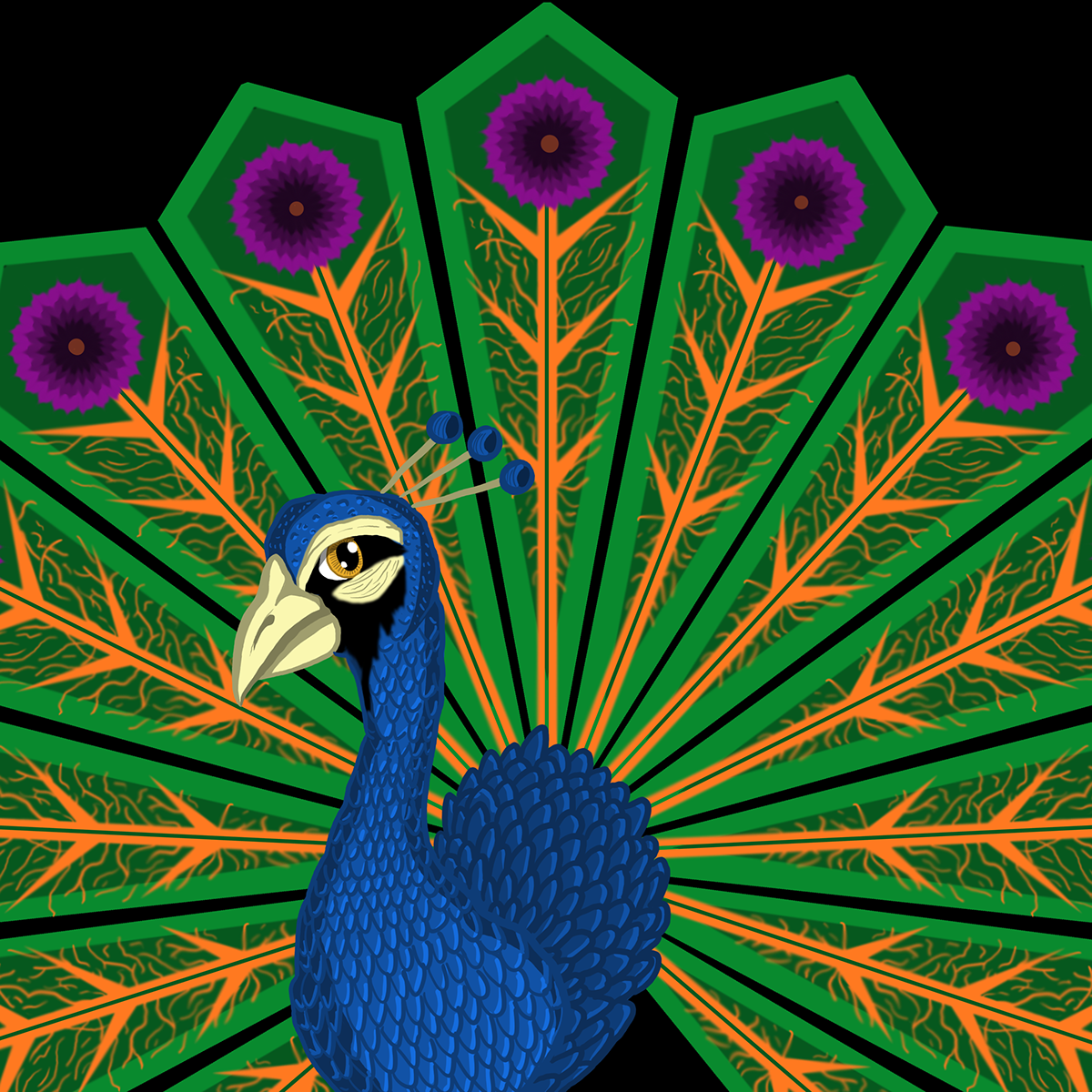peacock Album