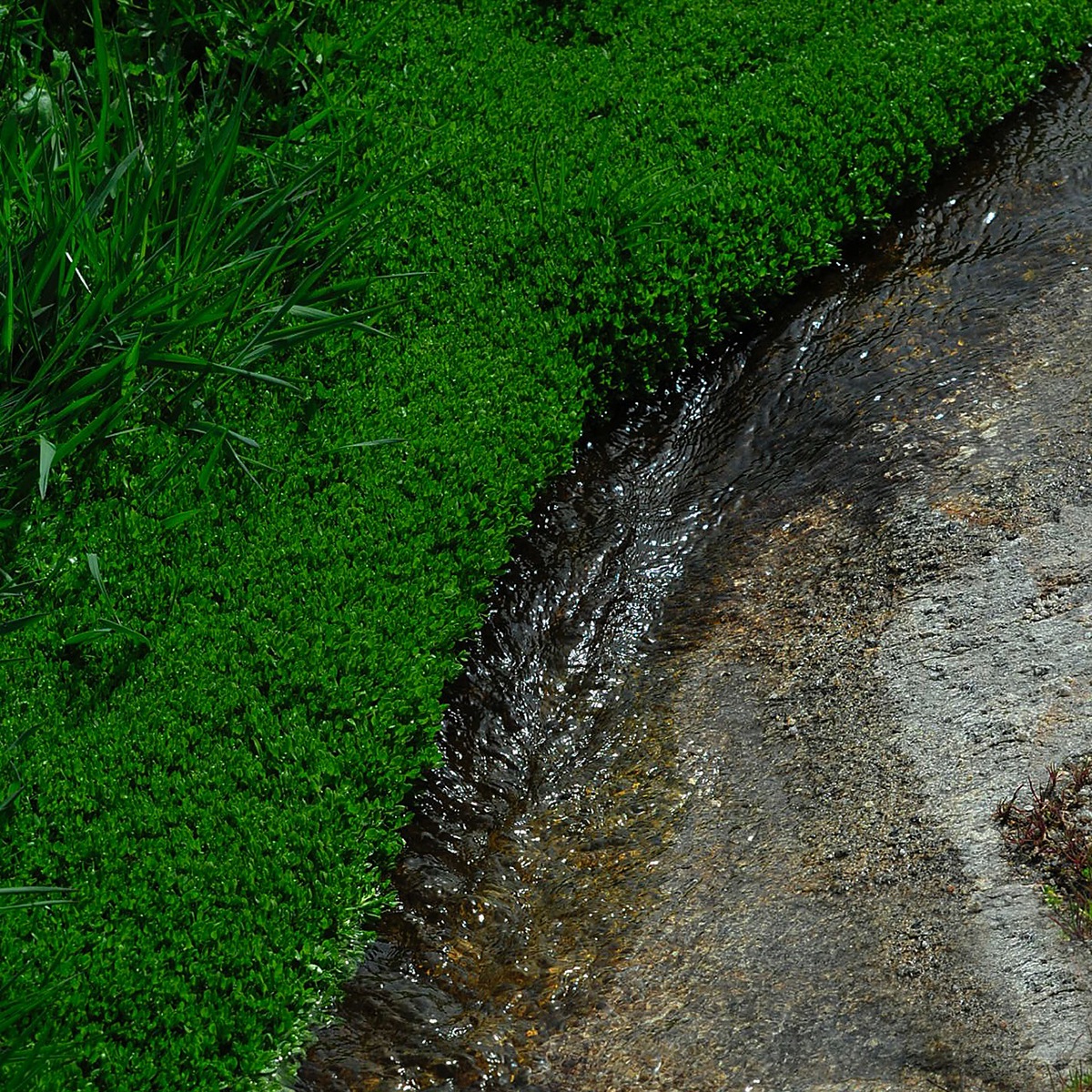 garden agriculture land Ecology stone water light jardins jardim agricultura terra ecologia verde green pedra Granito ´agua rio