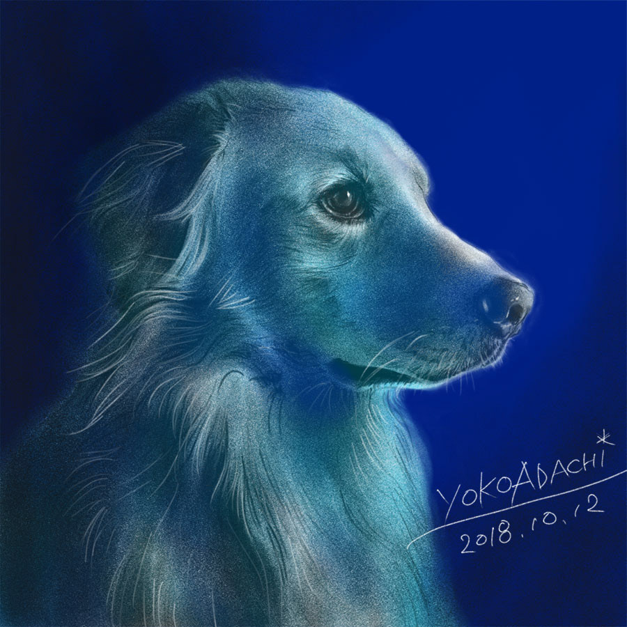 Adobe Portfolio ILLUSTRATION  dogillustration GOLDENRETRIEVER Retriever dog zephyr art イラスト Drawing 