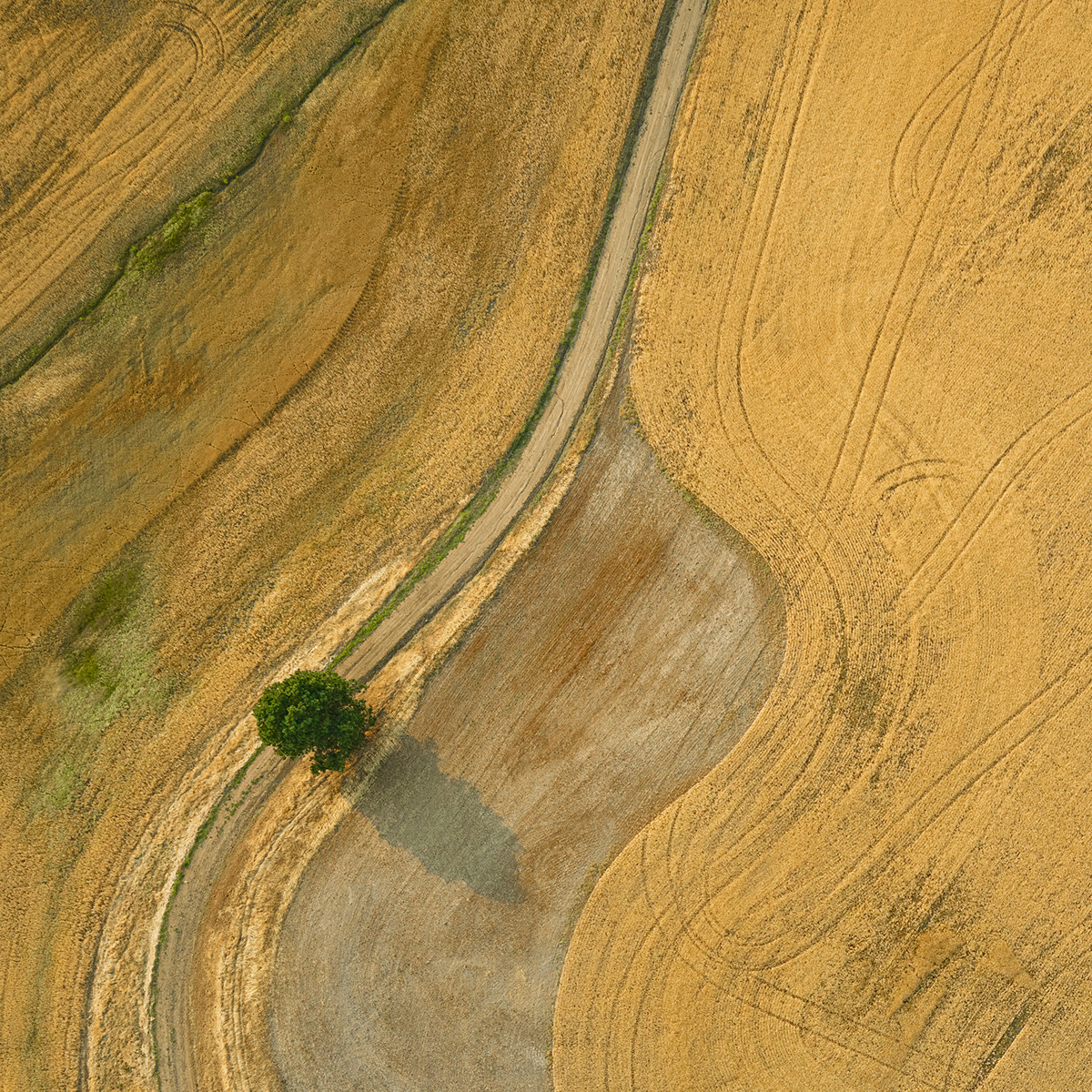 AERIAL FINE ART ABSTRACT CORPORATE AERIAL ART Eastern Washington FARMING ARTWORK FARMLAND AGRICULTURE HARVEST WHEAT IMAGES PALOUSE AERIAL IMAGES phase one aerial ROLLING HILLS PRODUCE WASHINGTON STATE AERIAL