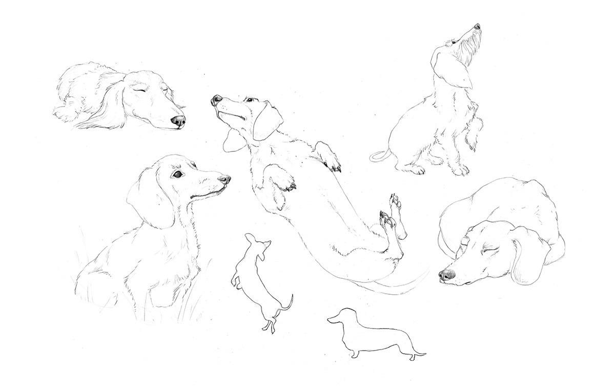 pattern dachshund puppies