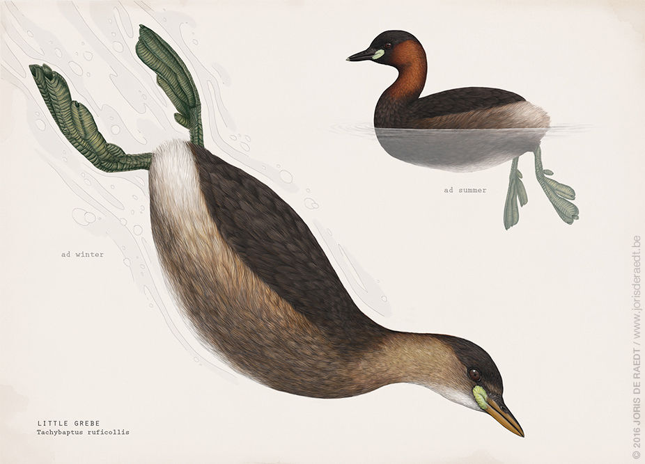 scientific illustration birds wetland ILLUSTRATION  graphics conservation Nature birding identification wildlife