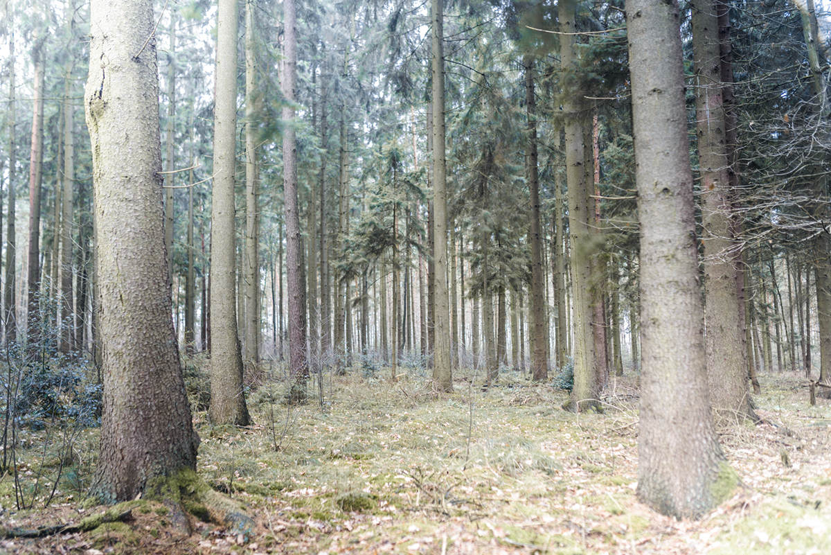 From roots to the forest heights ... (Von Wurzeln aus zu des Waldes Höhen...) Nature wood natur green grün black b&w schwarz Weiss licht