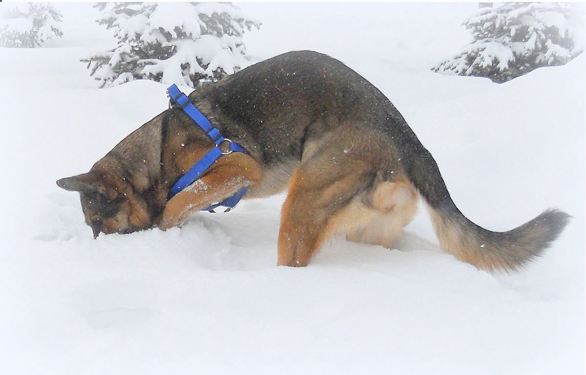 winter snow snowstorm german shepherd dog spruce grove Yashma немецкая овчарка овчарка яшма