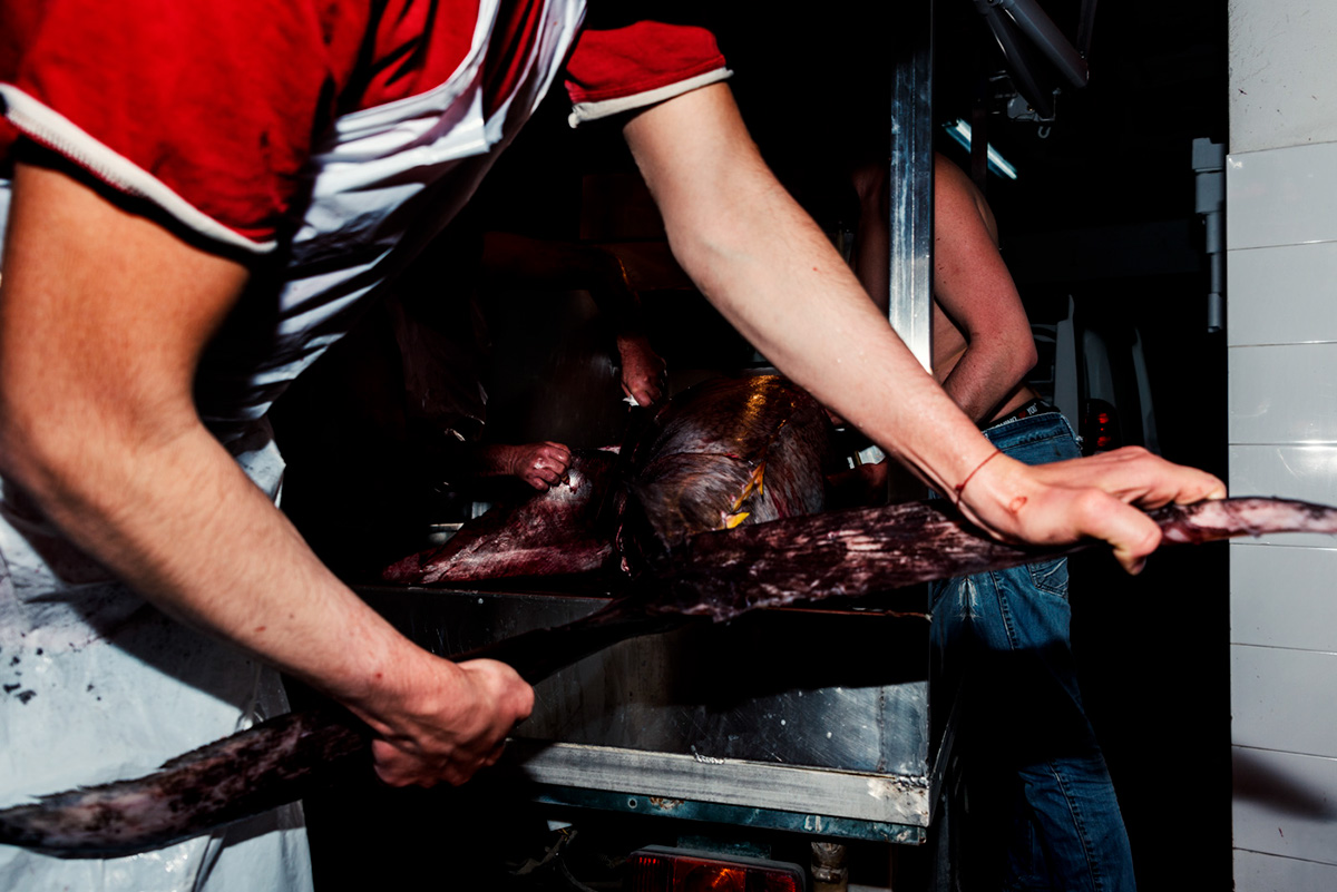 tuna fish process Photography  blood knife reportage document black sicily