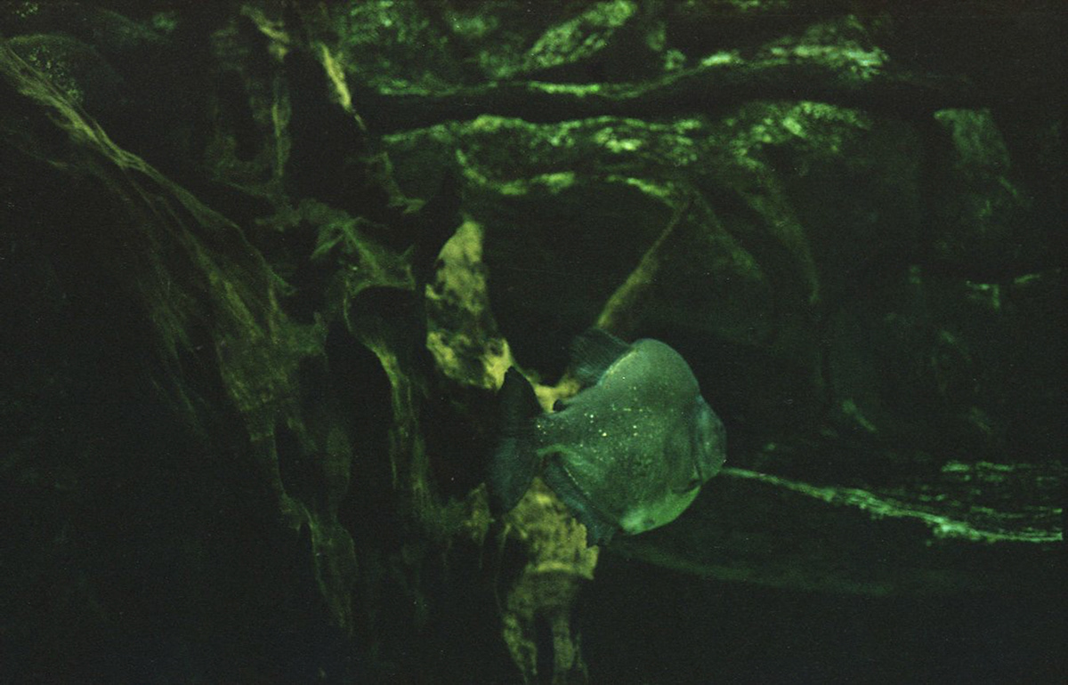 35mm analog photography aquarium drexciya fish Photography 