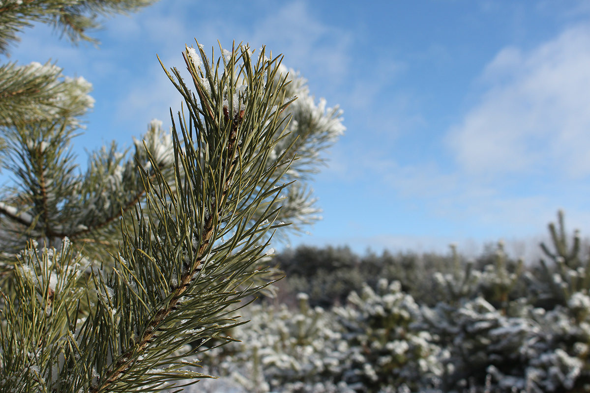 winter forrest Landscape trees snow photo