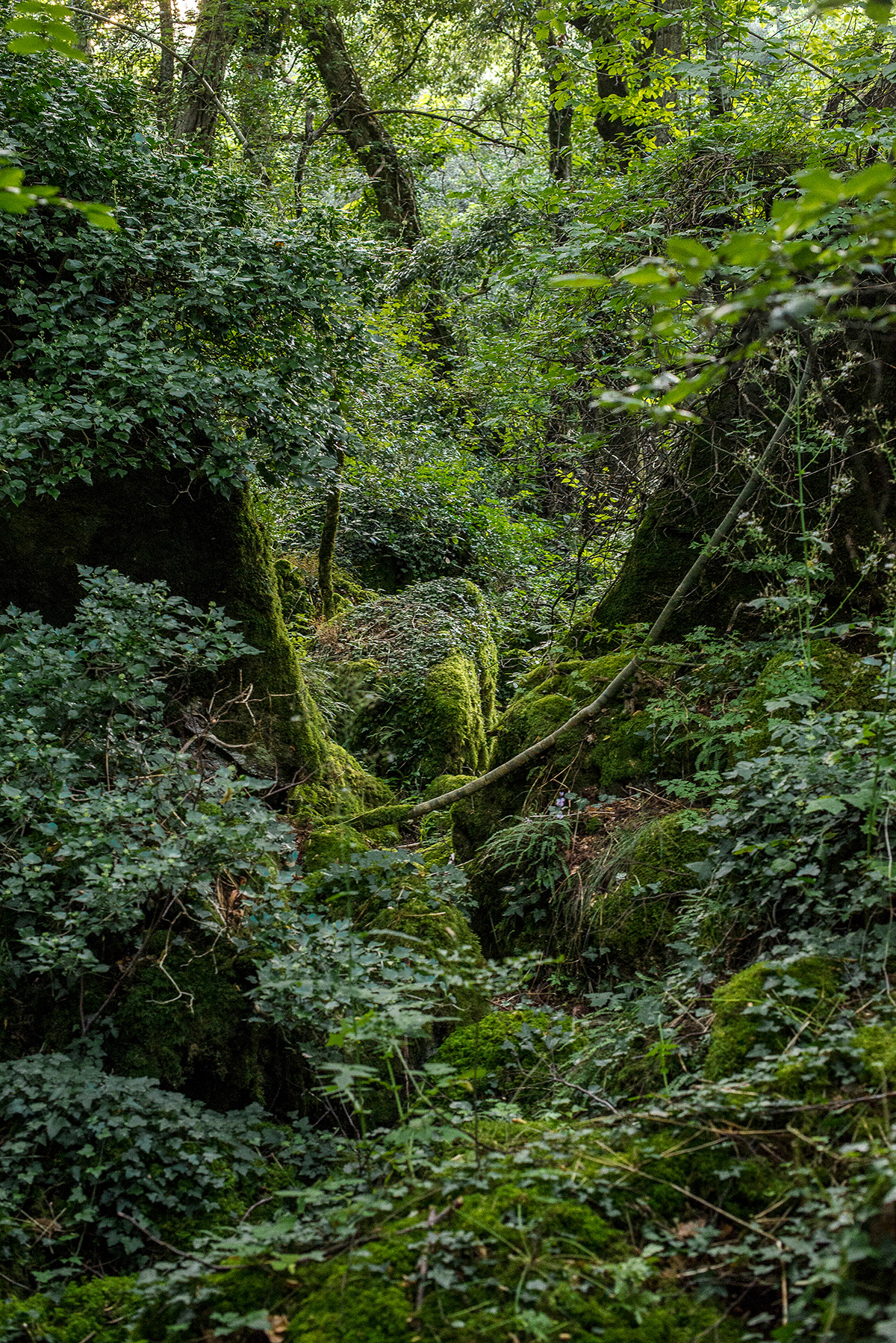 green Nature tuscia Tree  forest moss grave monument acquapendente Italy FAI national geographic stones gotich location