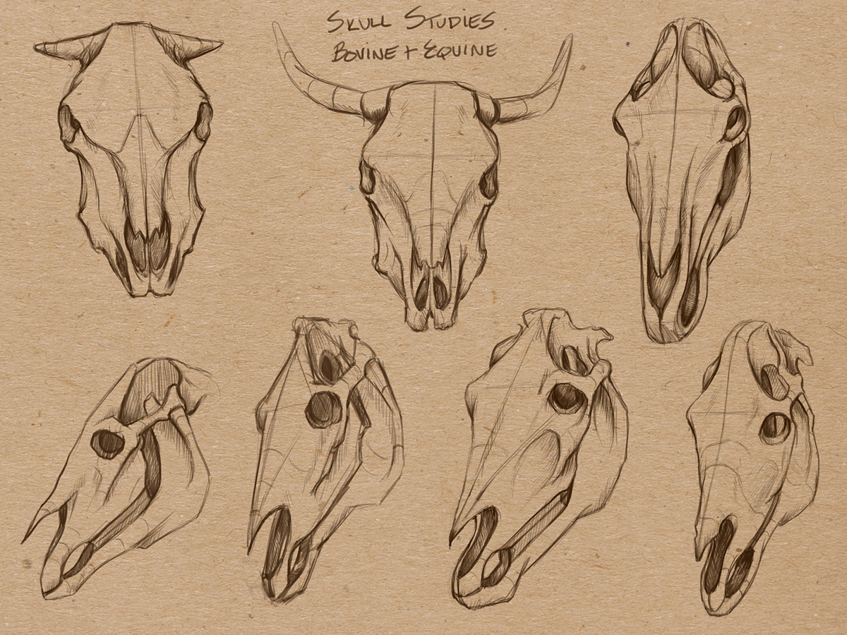Animal Drawing: Week2: Skeleton Studies on Behance
