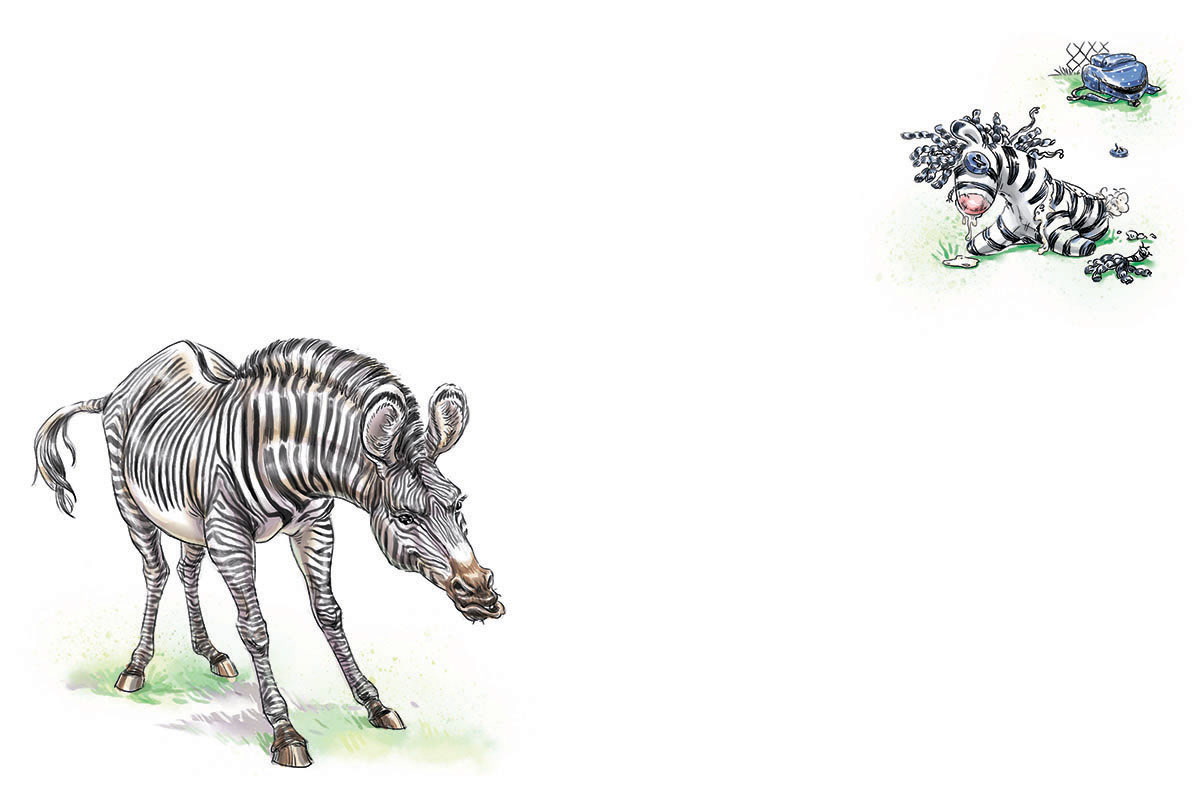childrens illustration ILLUSTRATION  zebra spider butterfly musk ox giraffe deer neresta nastia danilova