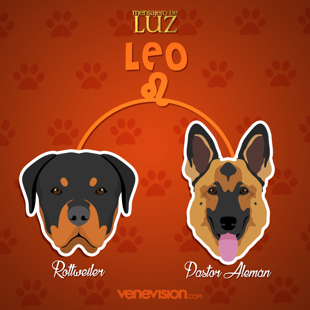dogs zodiac signs ILLUSTRATION  design social networks campaign