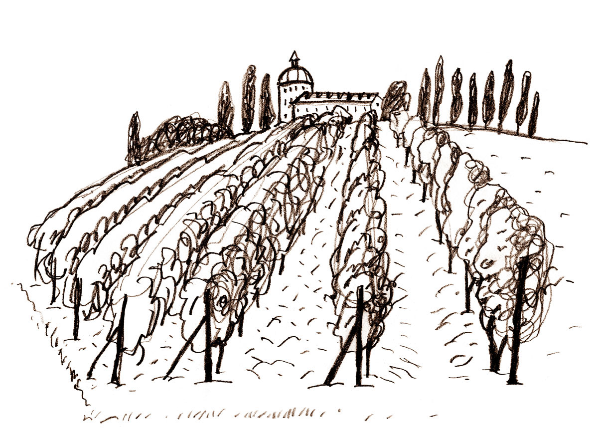 vineyard grape row field vine shato Italy france vinemaking Sun harvest gate fence