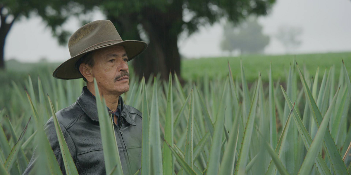 agave color mexico Documentary  movie Tequila