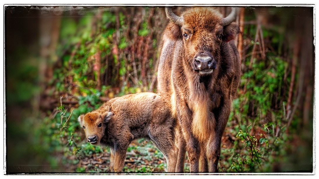 bison Rewilding Cattle baby Baby Bison hunted
