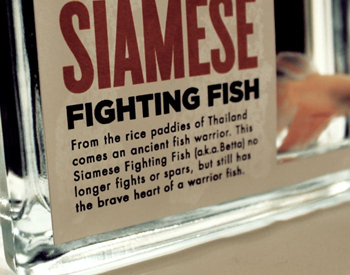 fish Betta package Packaging type siamese fighting fish