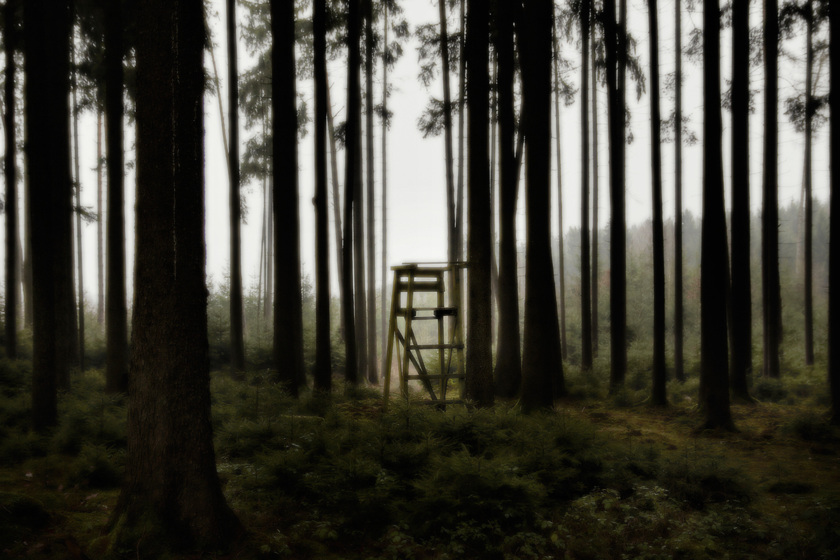 tree stand deer stand deerstand high seat high stand Hunting trees forest Nature Landscape wood woodland jörg marx