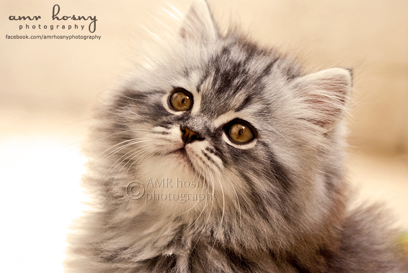pets cats domesticated animals AMR hosny AMR hosny Photography amr hosny cats photographer cats photographer