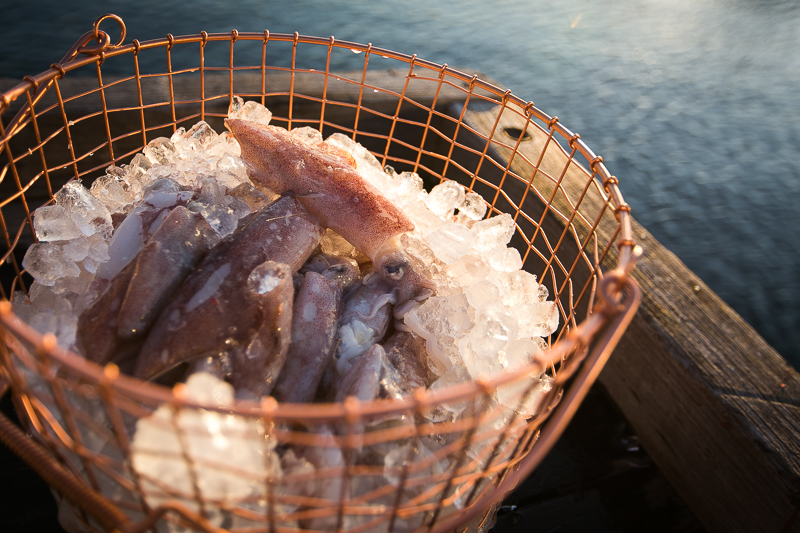 photos seafood wharf boat fresh fremantle fish prawn Squid