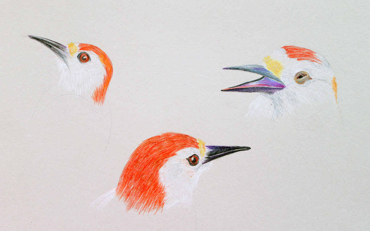 birds color pencil pássaros lápis de cor