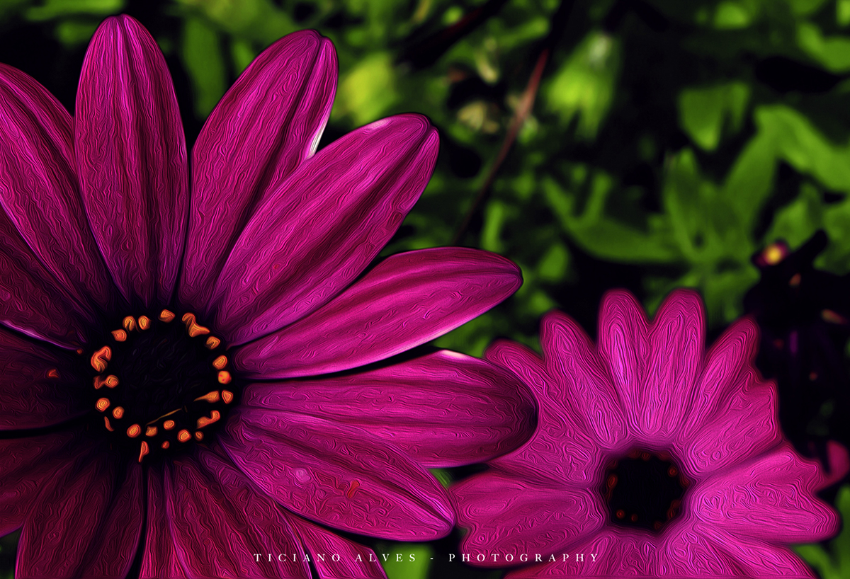 Flowers garden Photography  colorful flower series