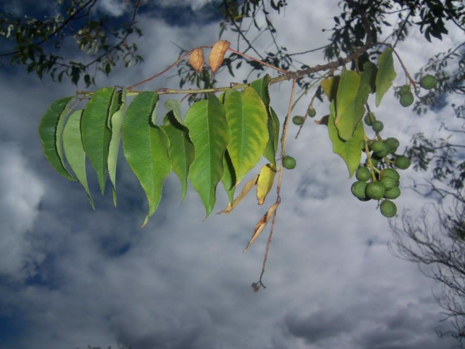 Verónica Delgado Sisa Fotografia Fotografía Digital naturaleza arbol quito Ecuador