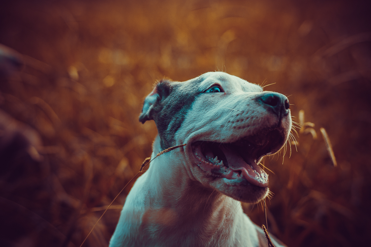 puppy dog Film   photoshop Photography  cute cool adorable Pitbull happy