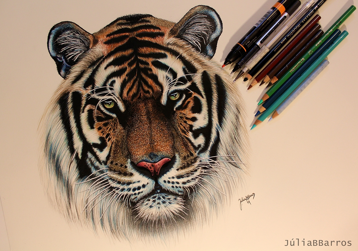 color pencil lápis de cor desenho draw prismacolor Tiger drawing Desenho Tigre tigre tiger