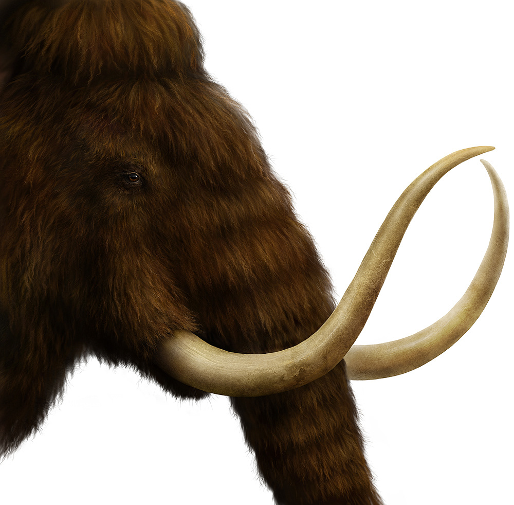 mammoth detailed drawing