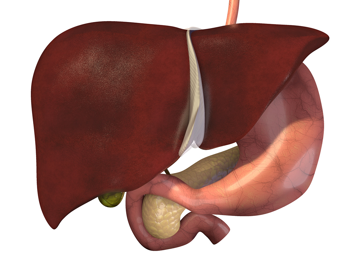 biliary system liver Gallbladder pancreas medical illustration