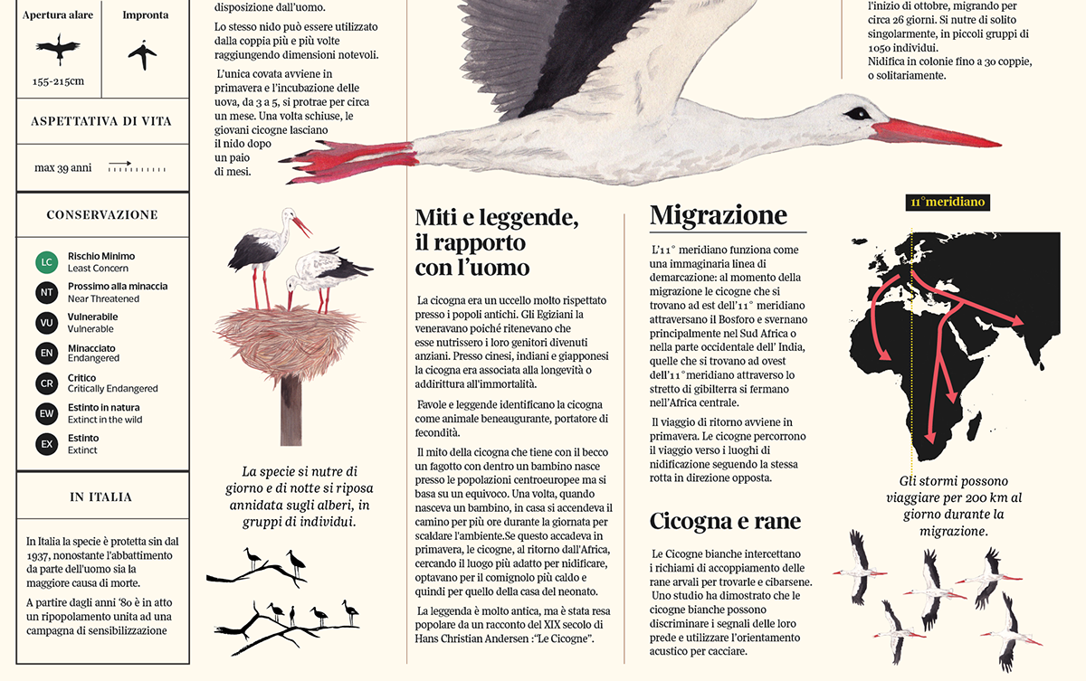 animals species IUCN conservation Nature endangered species editorial design  white stork