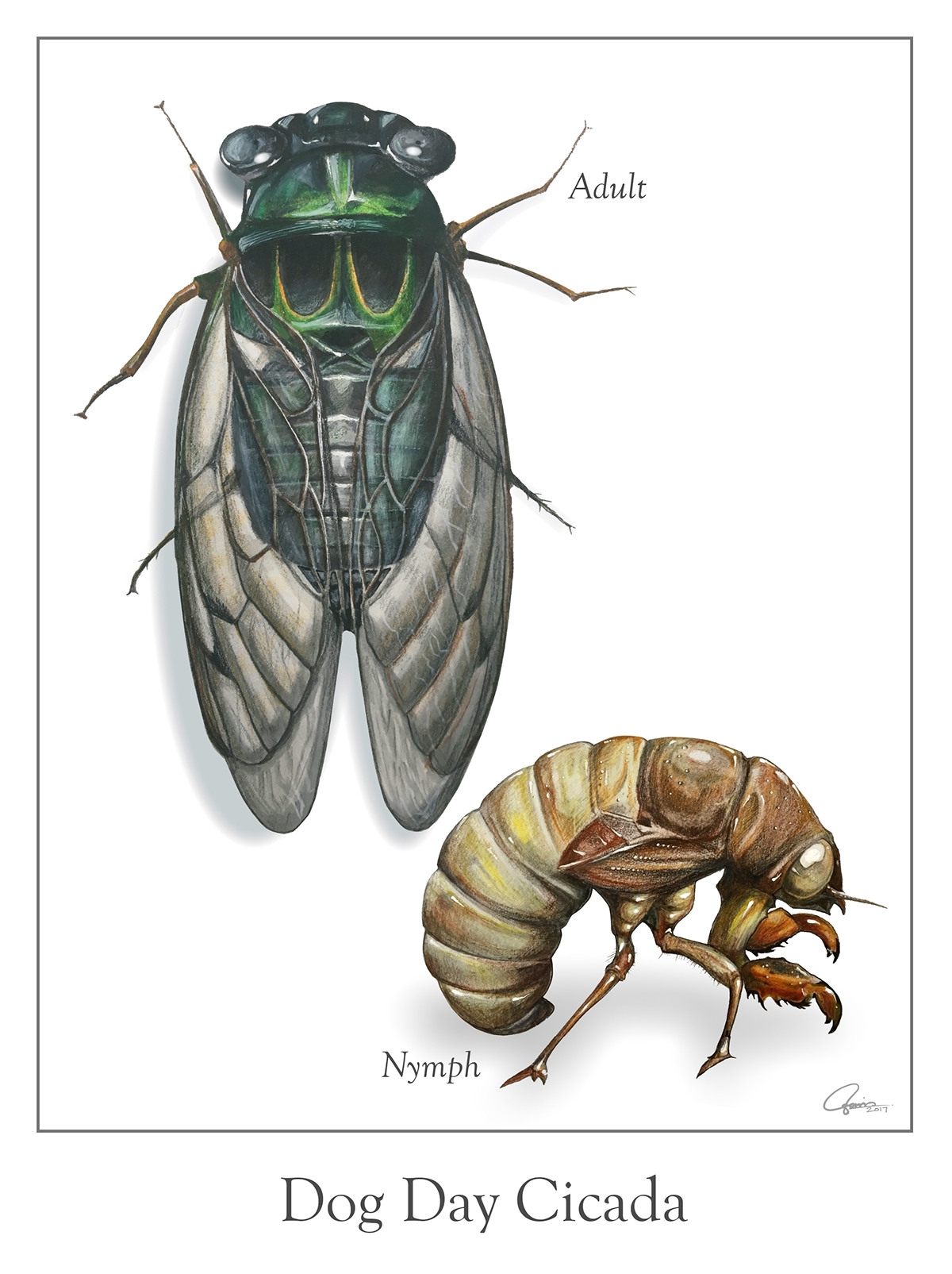 Insects scientific illustration biological illustration science Nature Museum Studies
