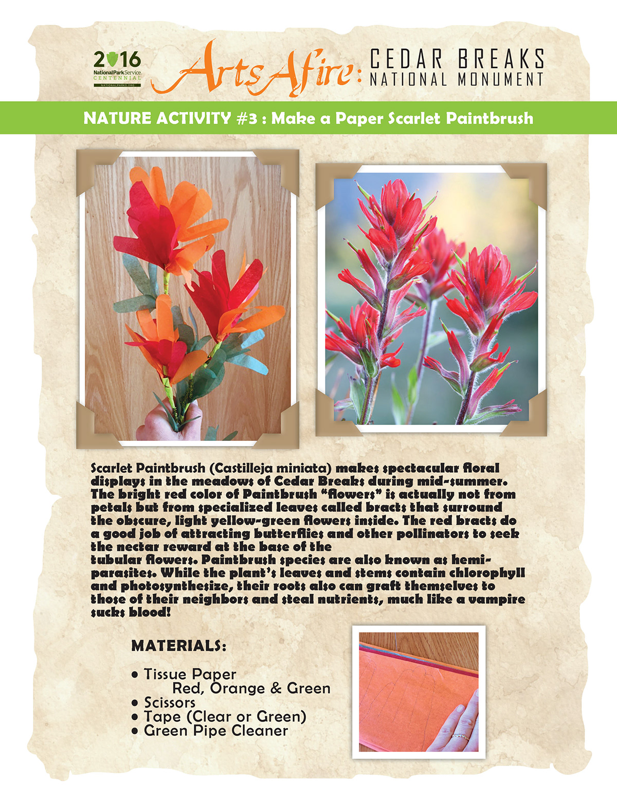 art art project craft instruction kids National Park Nature paintbrush paper craft wildflower