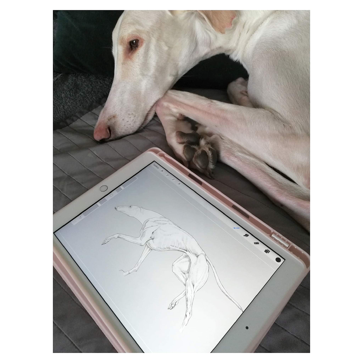 Dog Anatomy dog illustration greyhound ILLUSTRATION  iPad Procreate