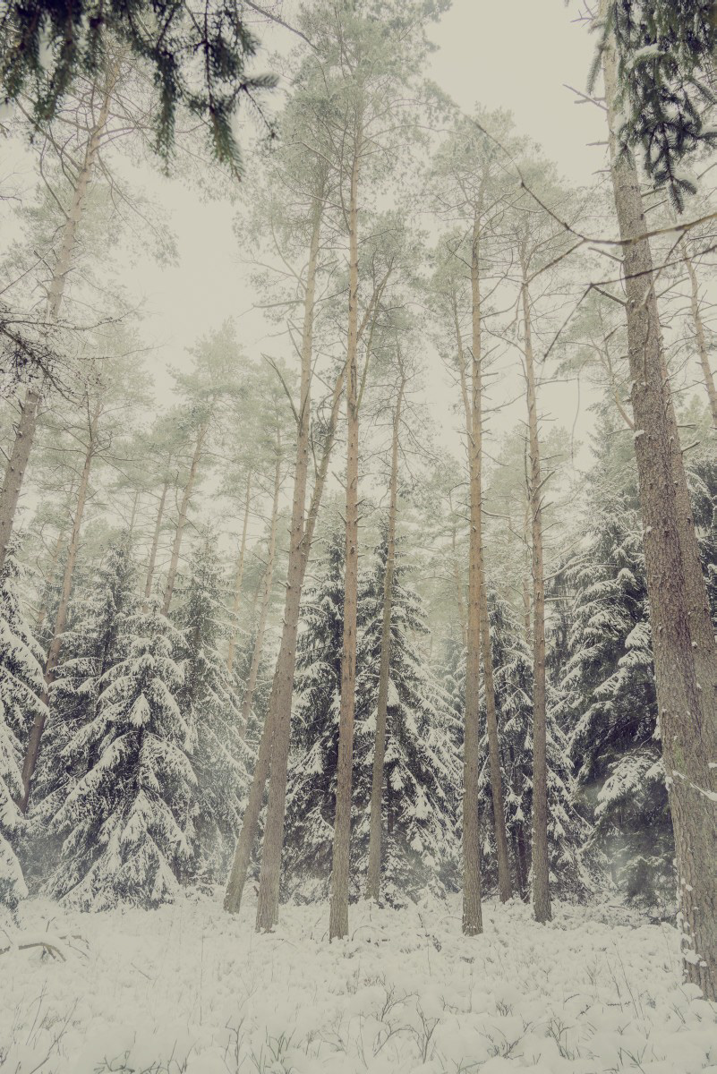 Landscape forest snow fotografie wald schnee Tannen Hunting Hunt retouch look green quiet silence