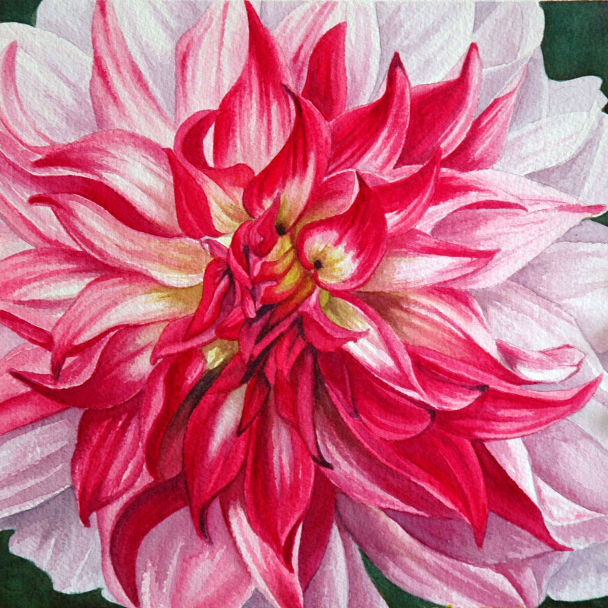 watercolor dahlia flower pink White Nature