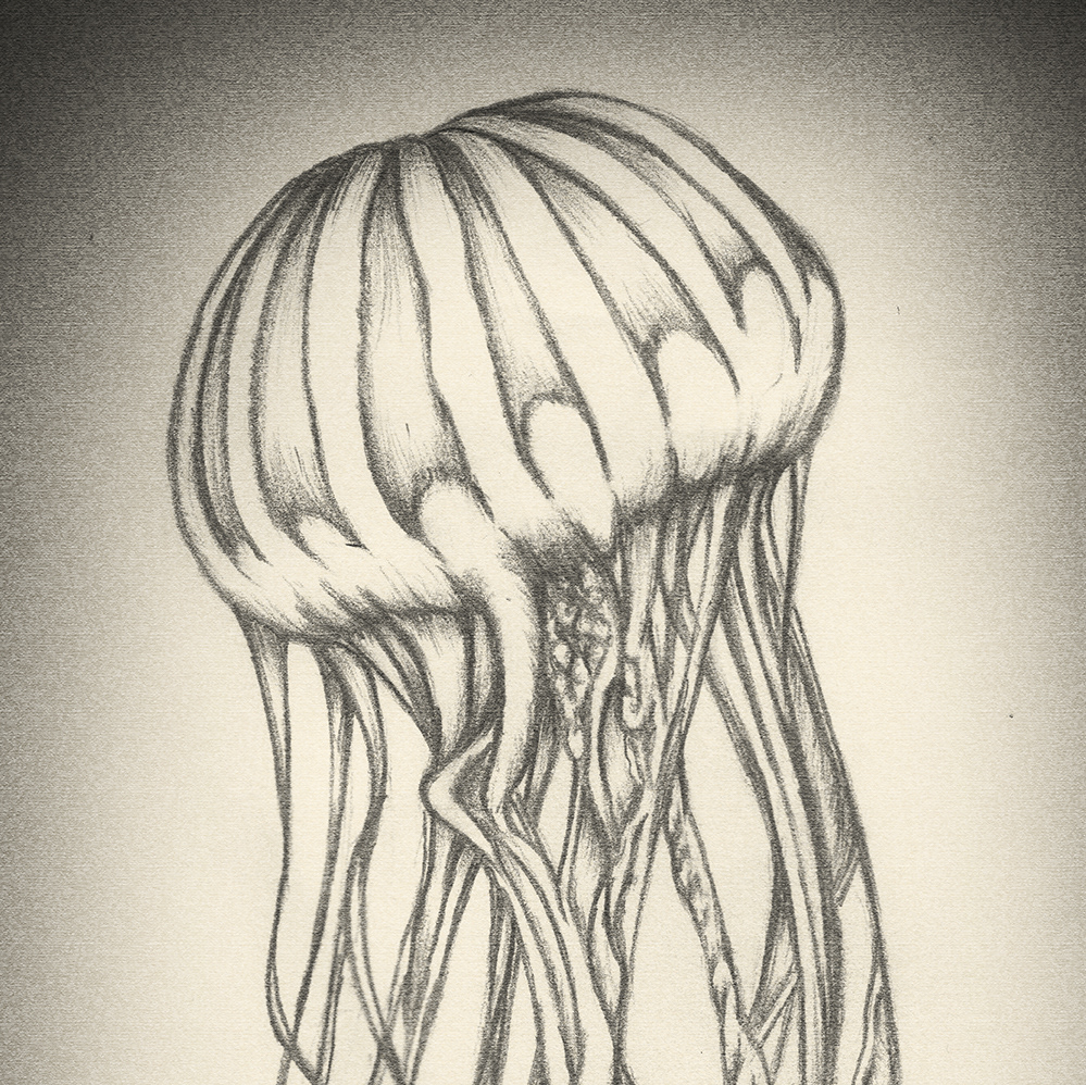 jellyfish drawing jellyfish art Pencil drawing graphite art line art Detail Drawing oceanlife animal illustration oceanlife illustration jellyfish illustration