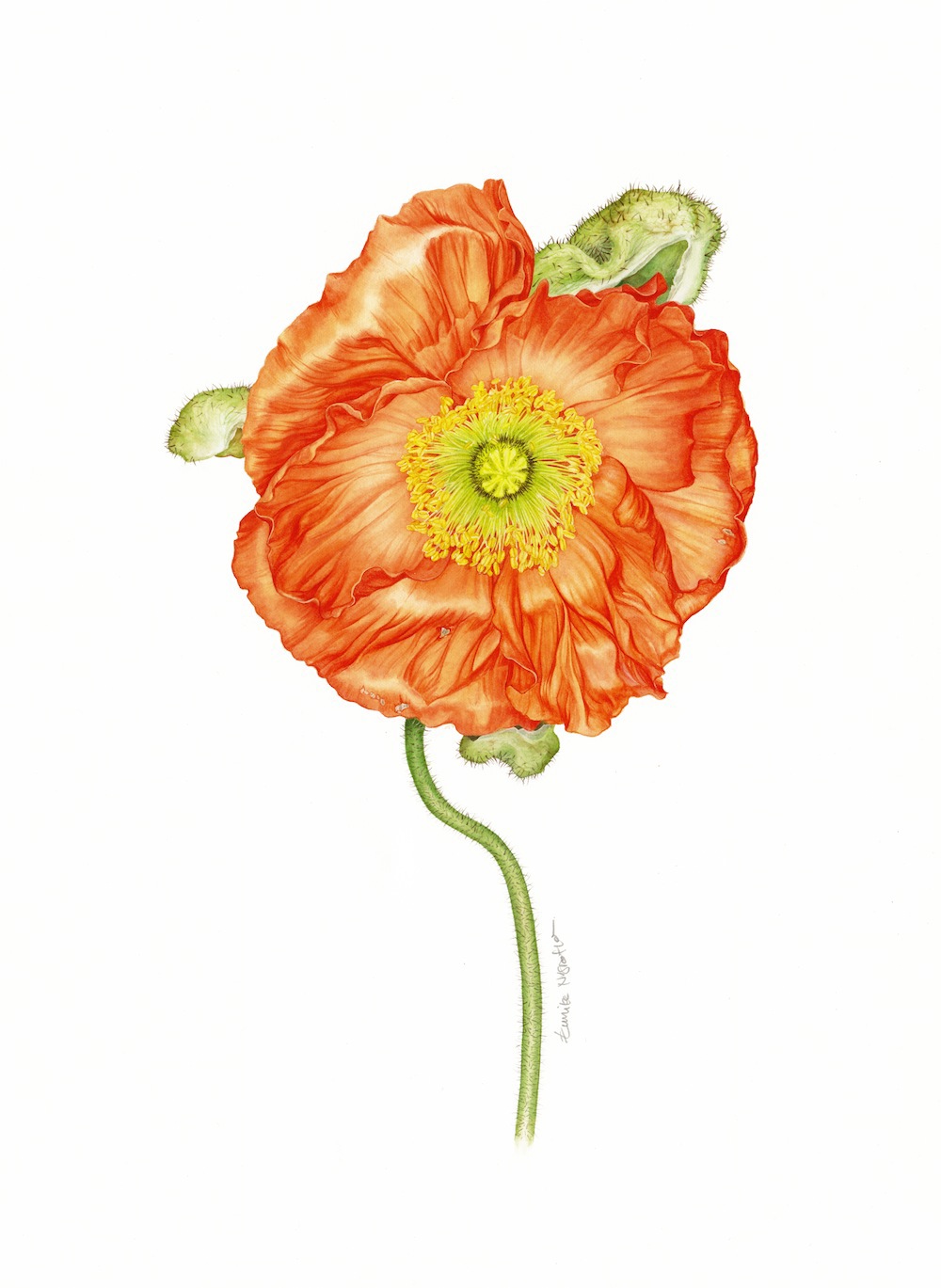 Süddeutsche Zeitung suddeutsche zeitung Magazin botanical watercolor flower floral natural realistic poppy rose