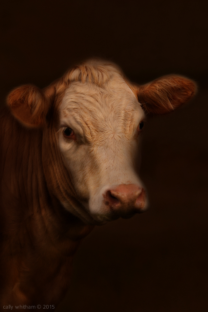 Adobe Portfolio cows cow bovine Cattle stock Livestock rural farm animals Meet beef